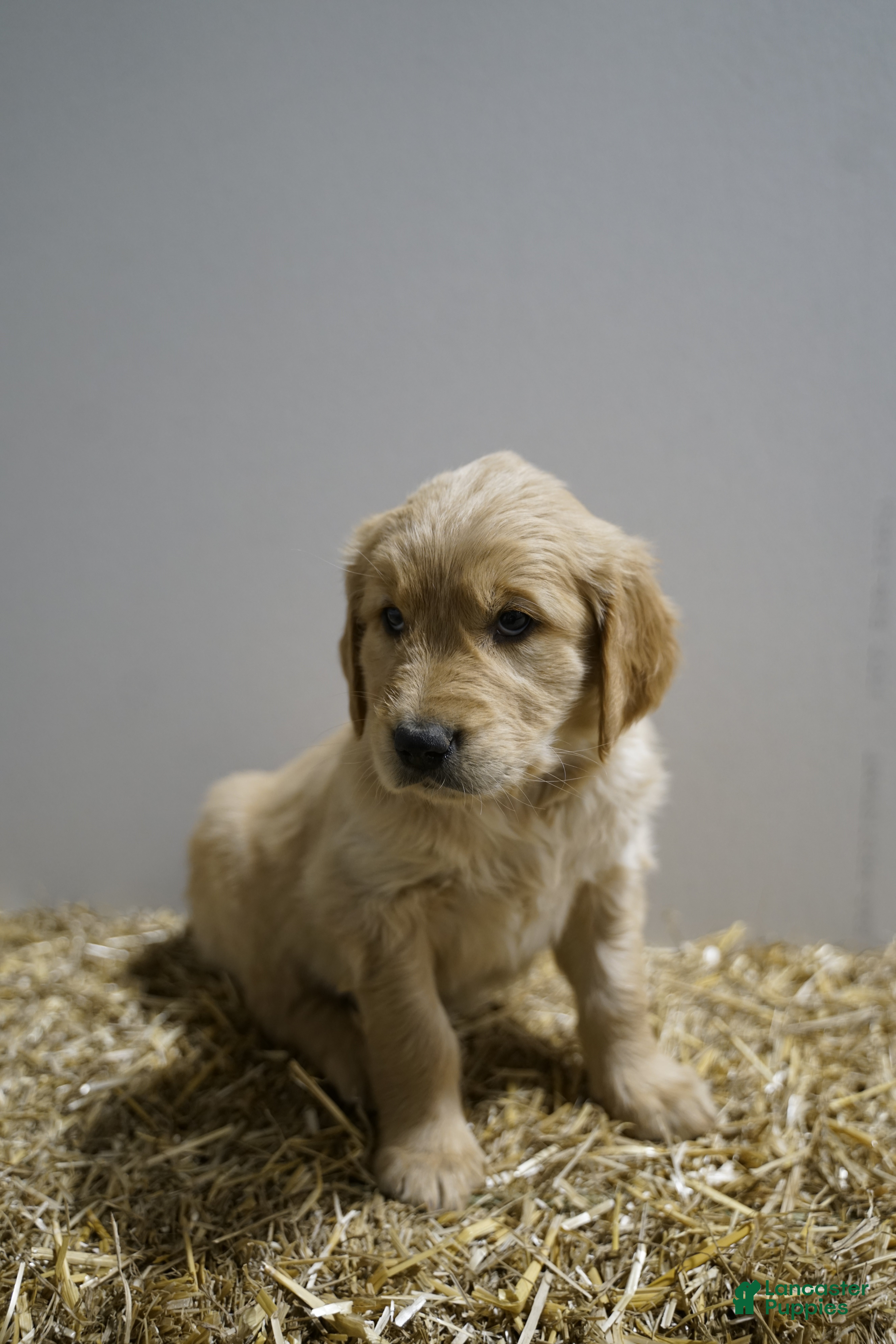 Golden Retriever dogs Golden Retriever Puppy 1 - Ad 10