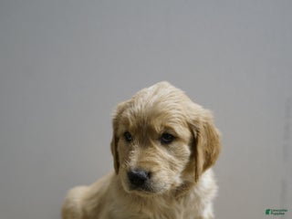 Golden Retriever dogs Golden Retriever Puppy 1 - Ad 5