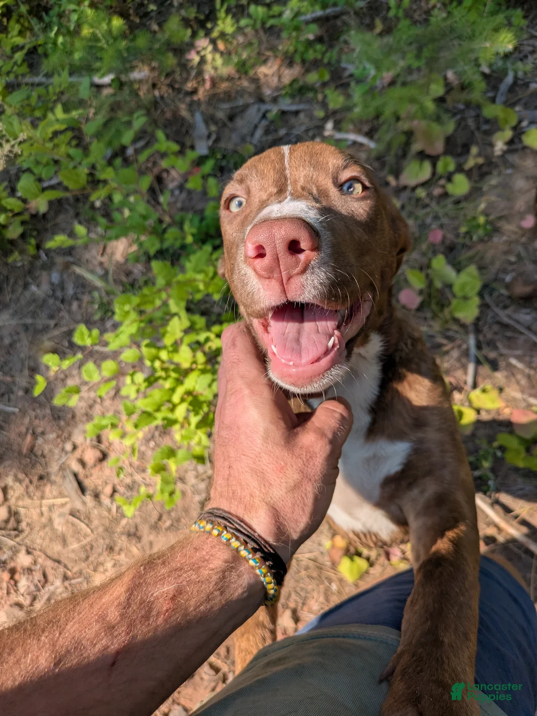 Mixed Breed dogs for sale: Spirit  - Ad 1
