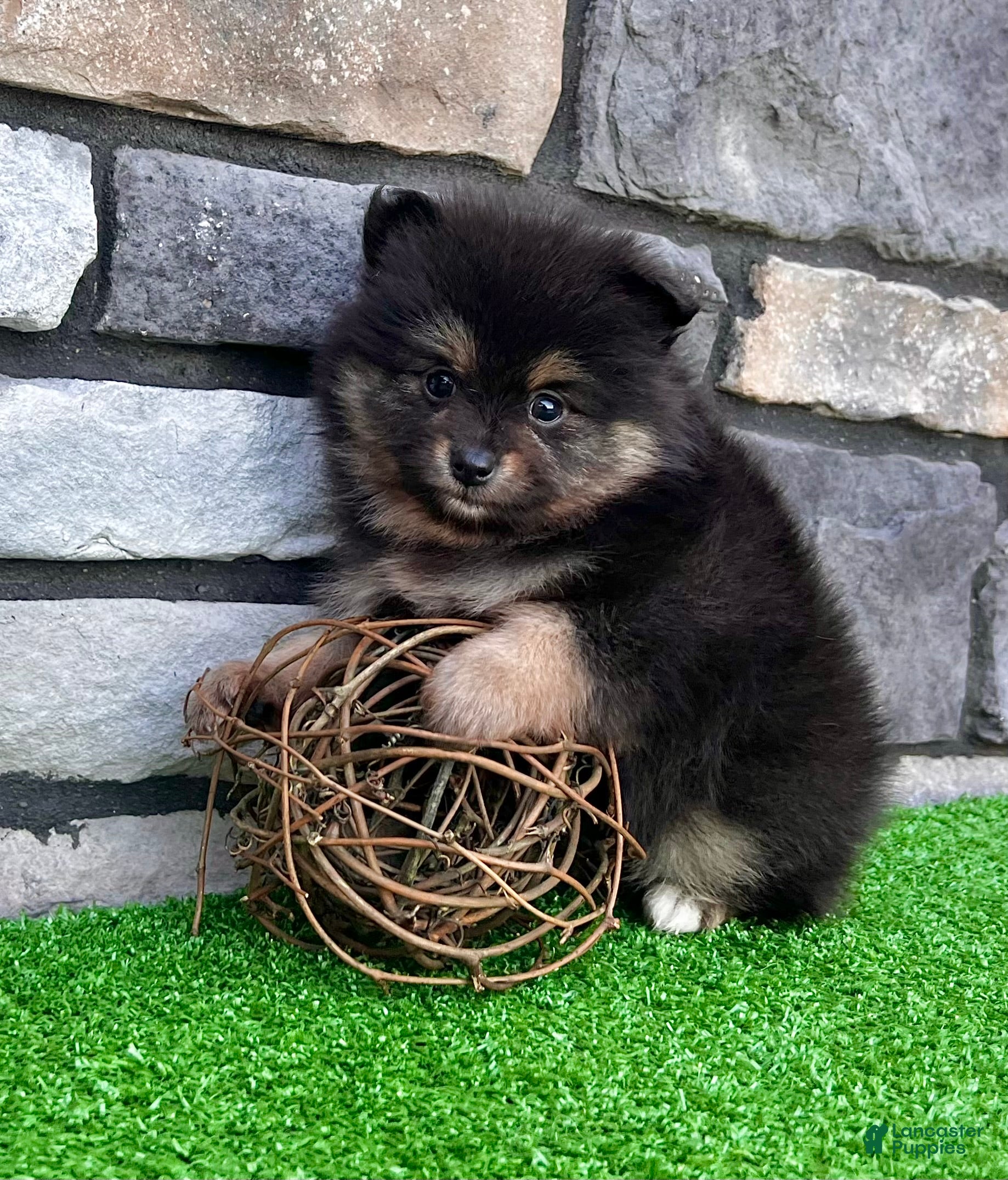 Pomeranian dogs Finn - Ad 2