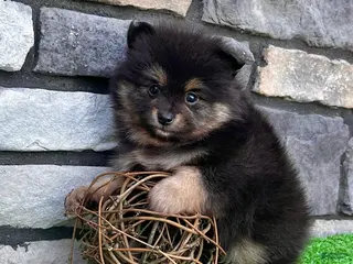 Pomeranian dogs Finn - Ad 2