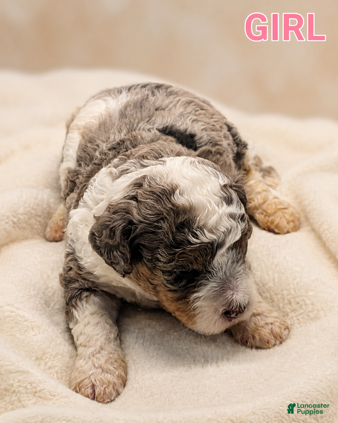 Mini Bernedoodle dogs Mini Bernedoodle 5 - Ad 33
