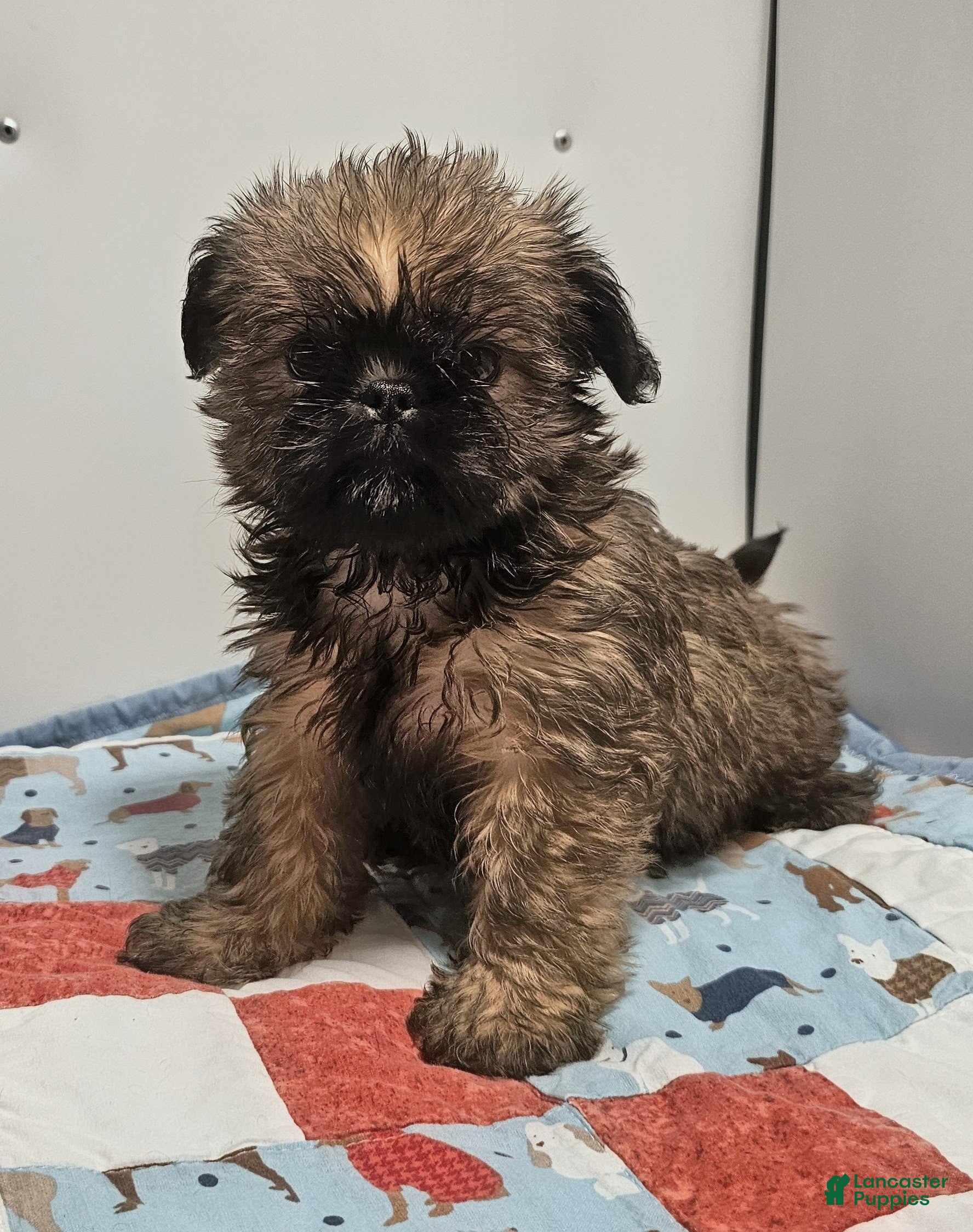 Mixed Breed dogs Mixed Breed Puppy 2 - Ad 1