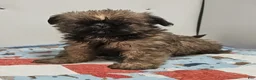 Mixed Breed dogs for sale: Mixed Breed Puppy 2 - Ad 1