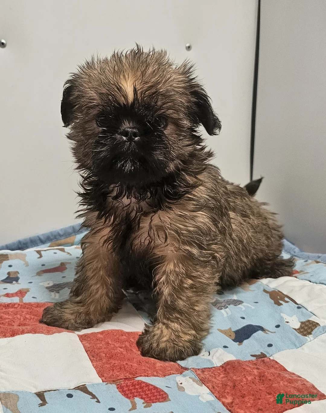 Mixed Breed dogs for sale: Mixed Breed Puppy 2 - Ad 1