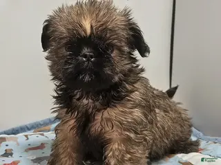 Mixed Breed dogs for sale: Mixed Breed Puppy 2 - Ad 2