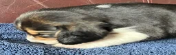 Beagle dogs for sale: Beagle 2 - Ad 46