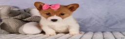 Welsh Corgi Pembroke dogs for sale: Bella🌸 - Ad 11