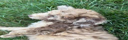 Mini Goldendoodle dogs for sale: Mini Goldendoodle 8 - Ad 6