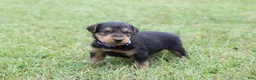 Airedale Terrier dogs for sale: AKC Juke - Ad 11