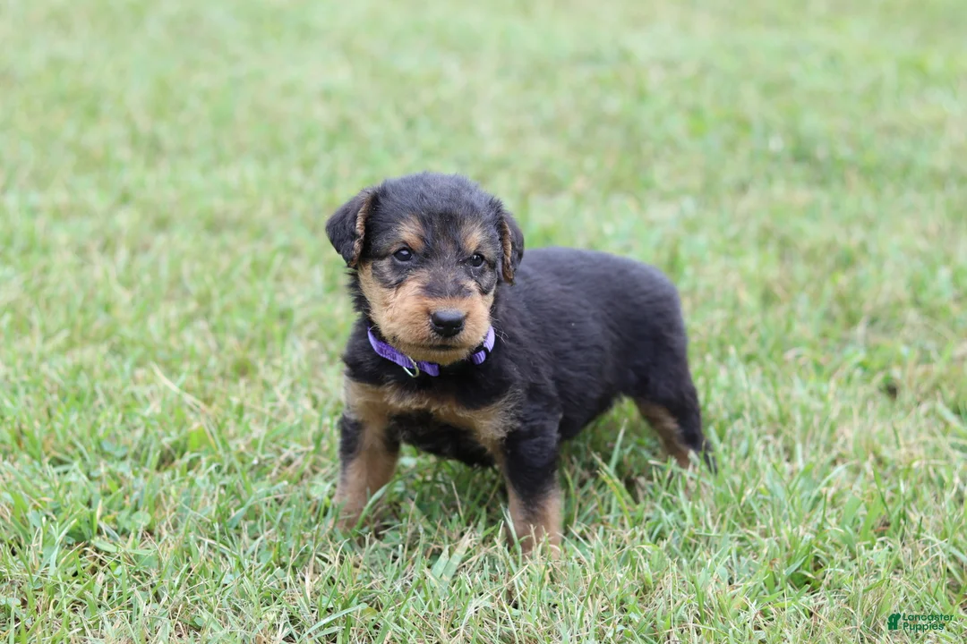 Airedale Terrier dogs for sale: AKC Juke - Ad 11