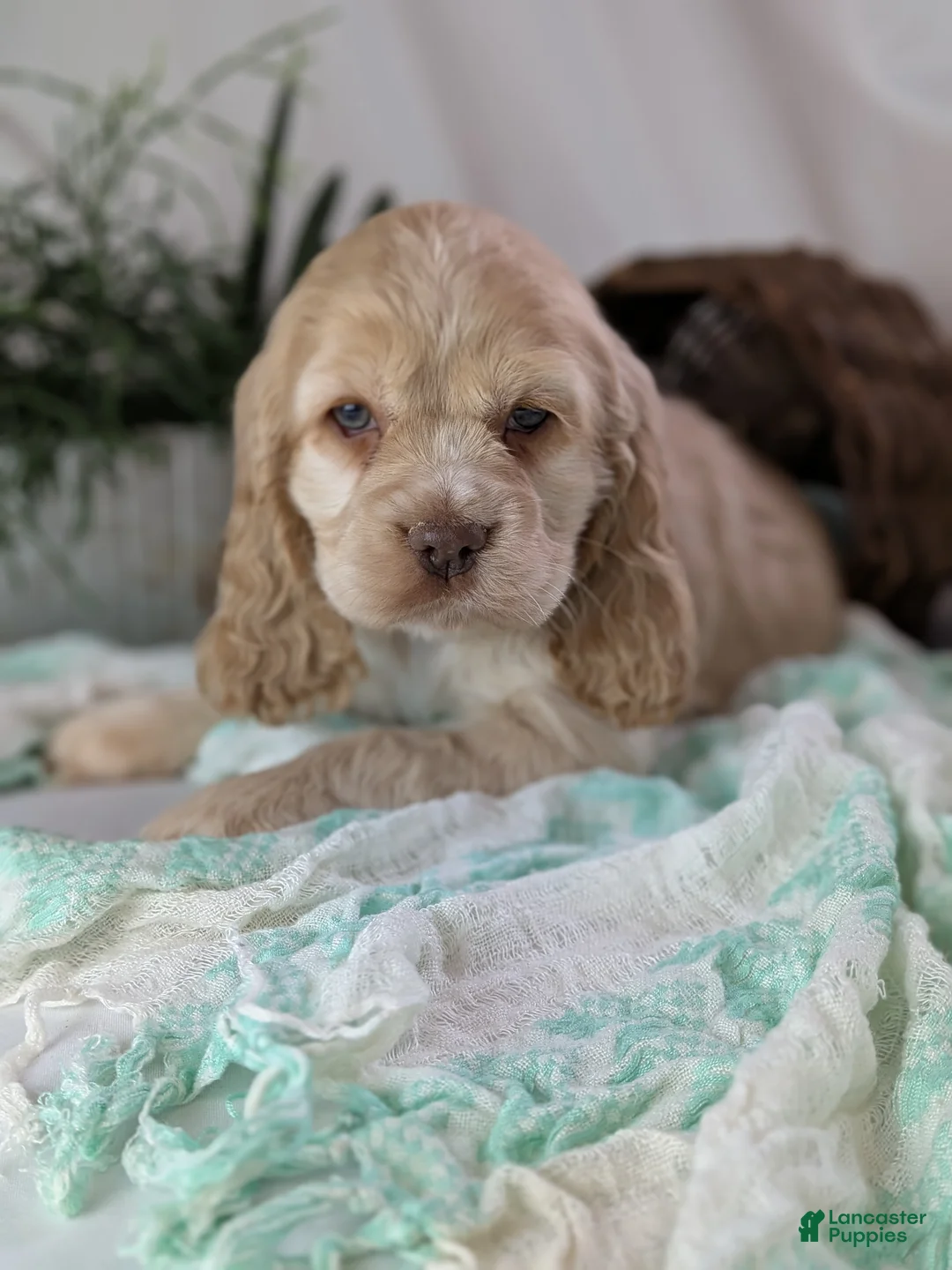 Cocker Spaniel dogs for sale: Zara - Ad 8