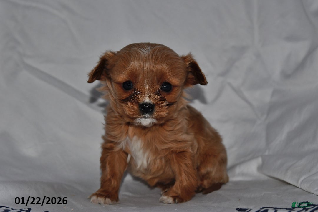 Cavapoo dogs for sale: Ivy - Ad 2