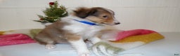 Shetland Sheepdog dogs for sale: Shetland Sheepdog Puppy 1 Skip - Ad 3