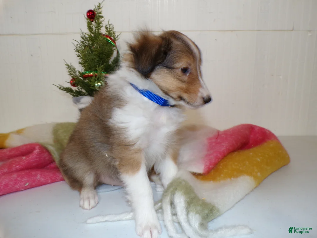Shetland Sheepdog dogs for sale: Shetland Sheepdog Puppy 1 Skip - Ad 3