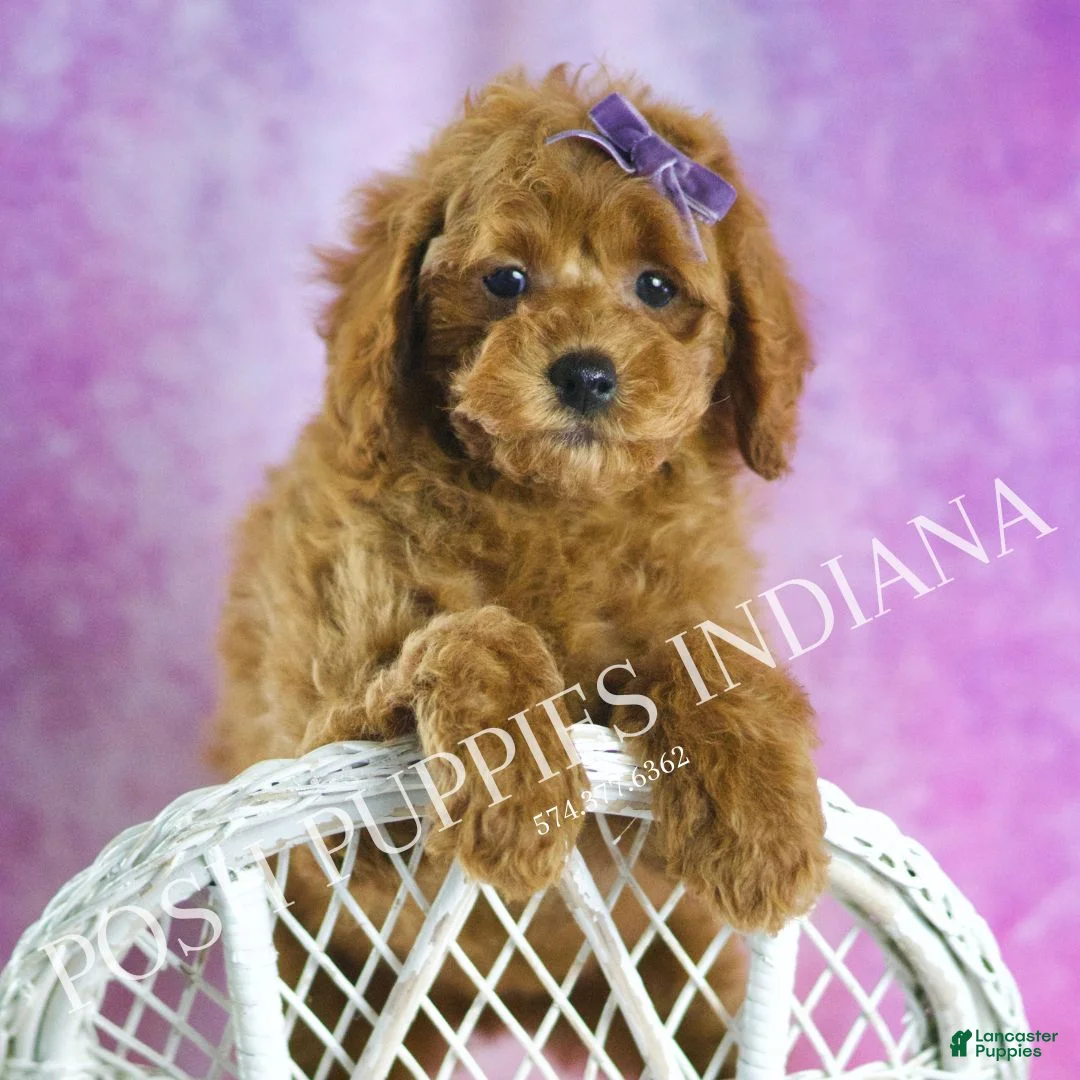 Toy Poodle dogs for sale: Rosie Roo - Ad 1