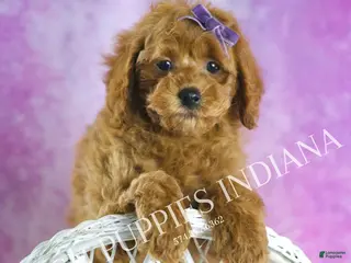 Toy Poodle dogs Rosie Roo - Ad 17