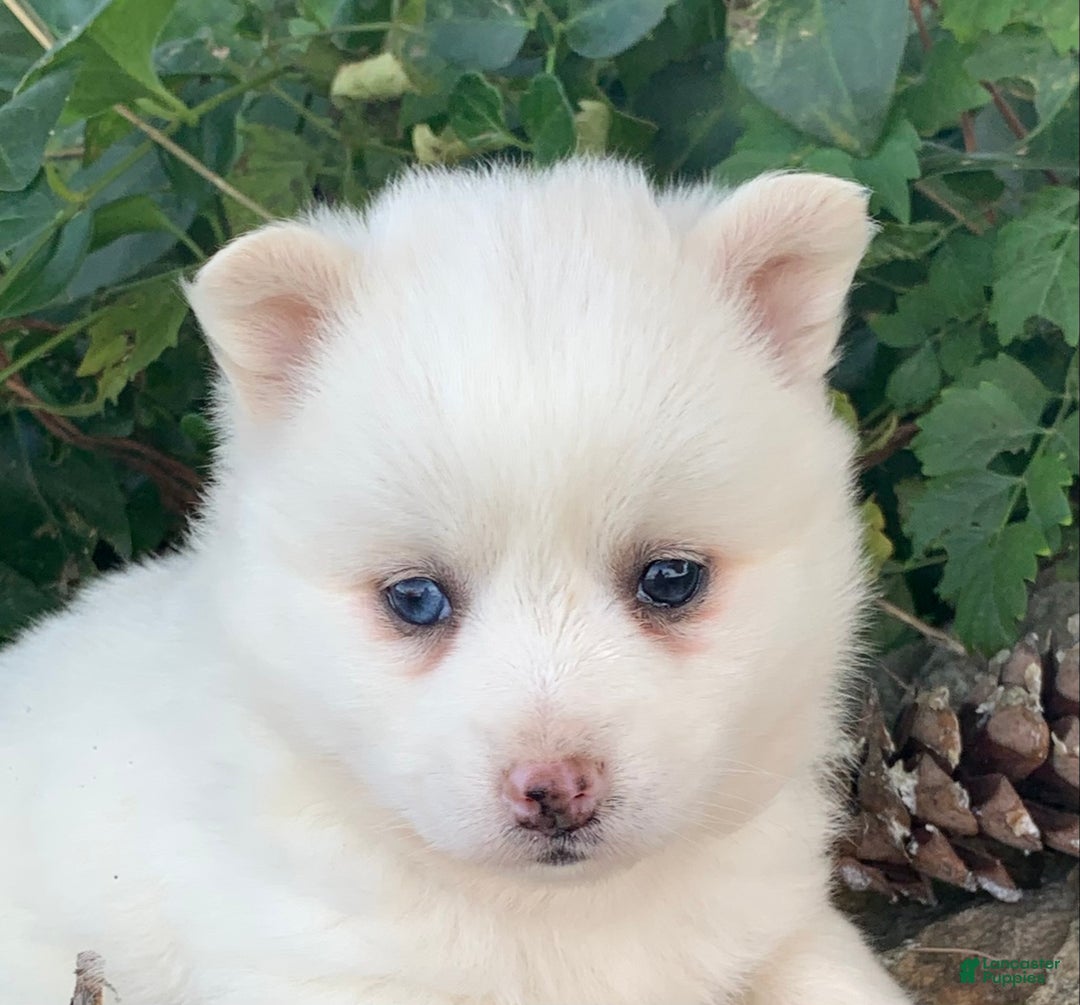 Alaskan Klee Kai dogs for sale: Sweet Petite Baby Willow~!!! - Ad 3