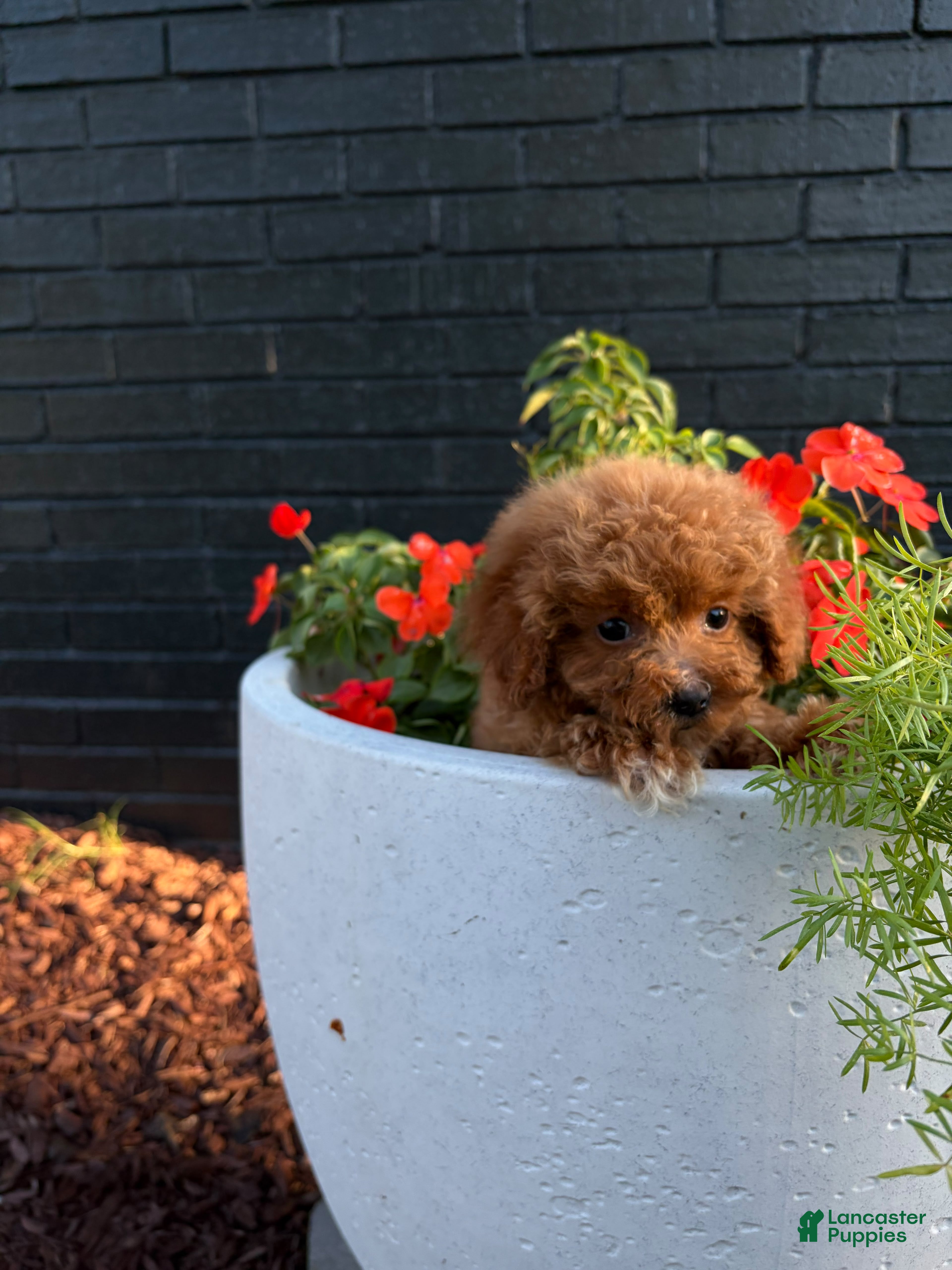 Toy Poodle dogs for sale: ❤️ DANTE❤️ - Ad 1