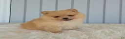 Pomeranian dogs for sale: Butterscotch  - Ad 8