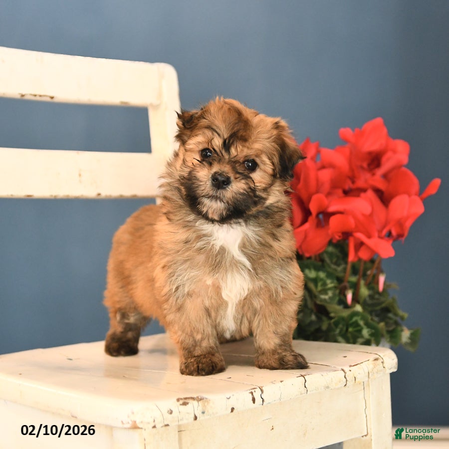 Havanese dogs Princess - Ad 36