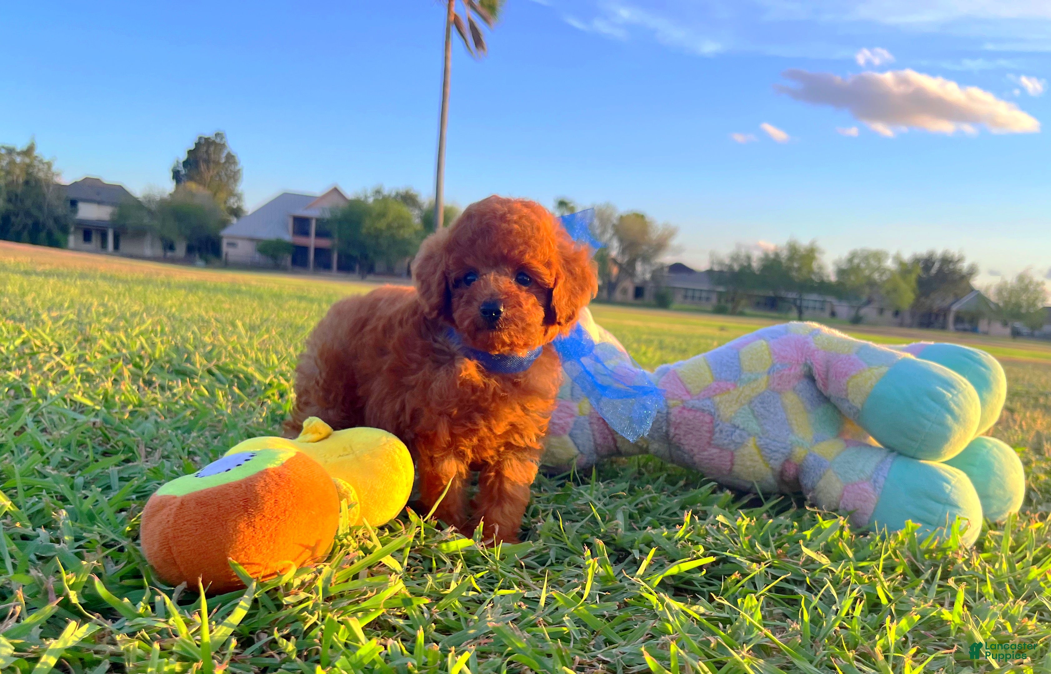 Toy Poodle dogs Teddy - Ad 10