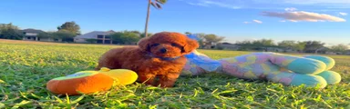 Teddy