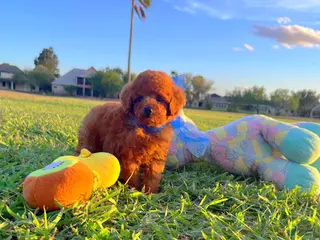 Toy Poodle dogs Teddy - Ad 15