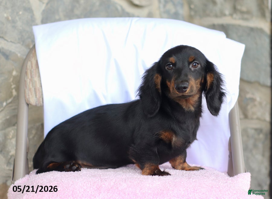 Dachshund dogs Peanut - Ad 1