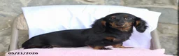 Dachshund dogs for sale: Peanut - Ad 1
