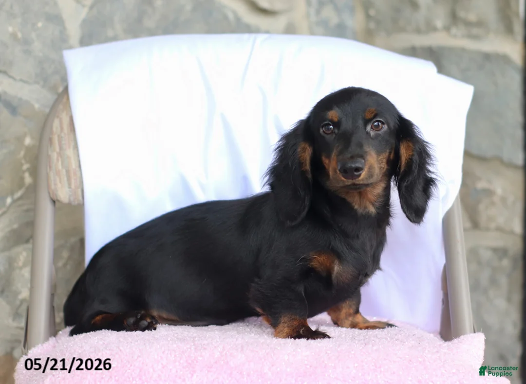 Dachshund dogs for sale: Peanut - Ad 1