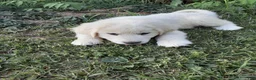 Great Pyrenees dogs for sale: Keilah  - Ad 9
