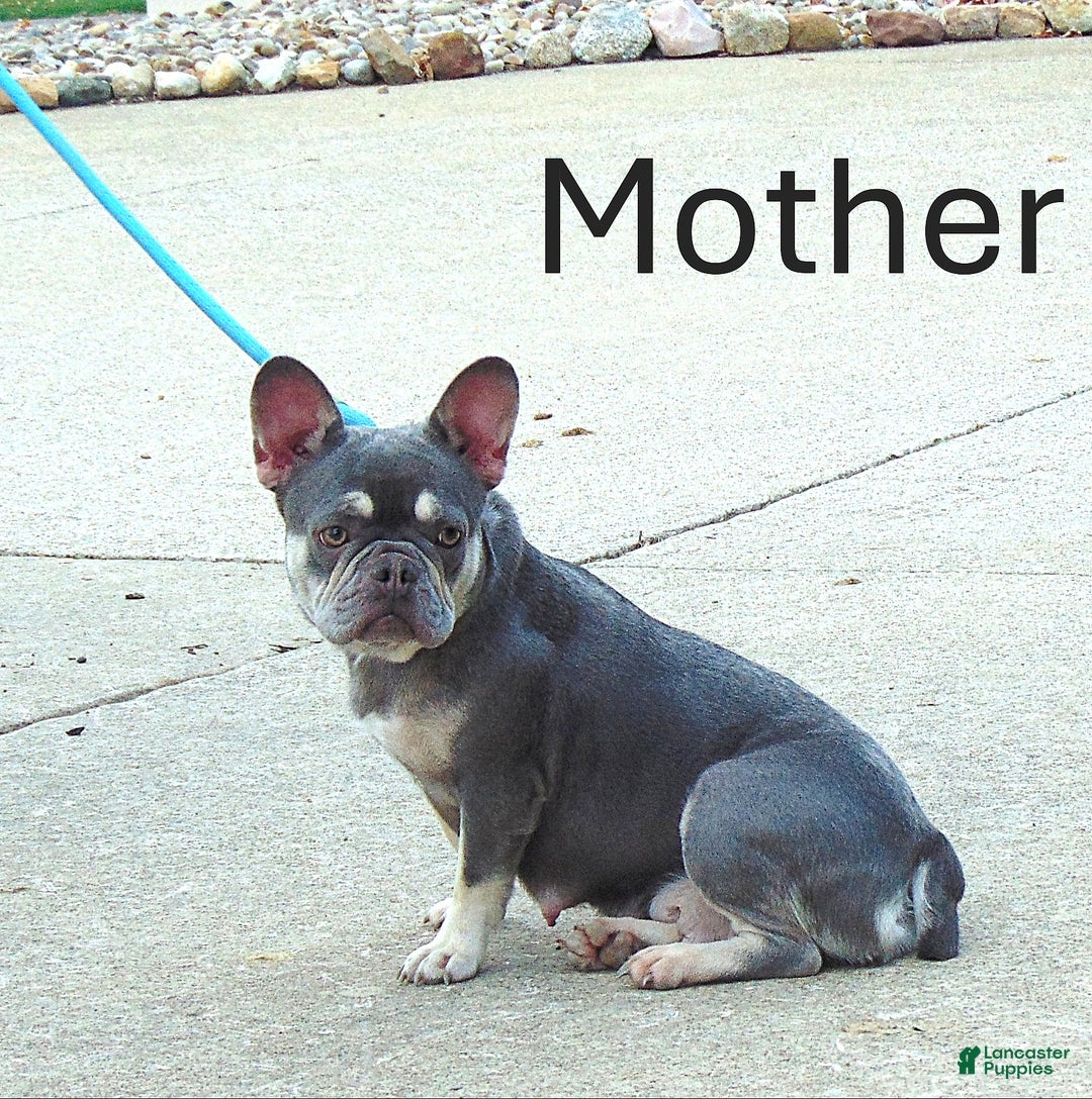 French Bulldog dogs for sale: Todd - Ad 8