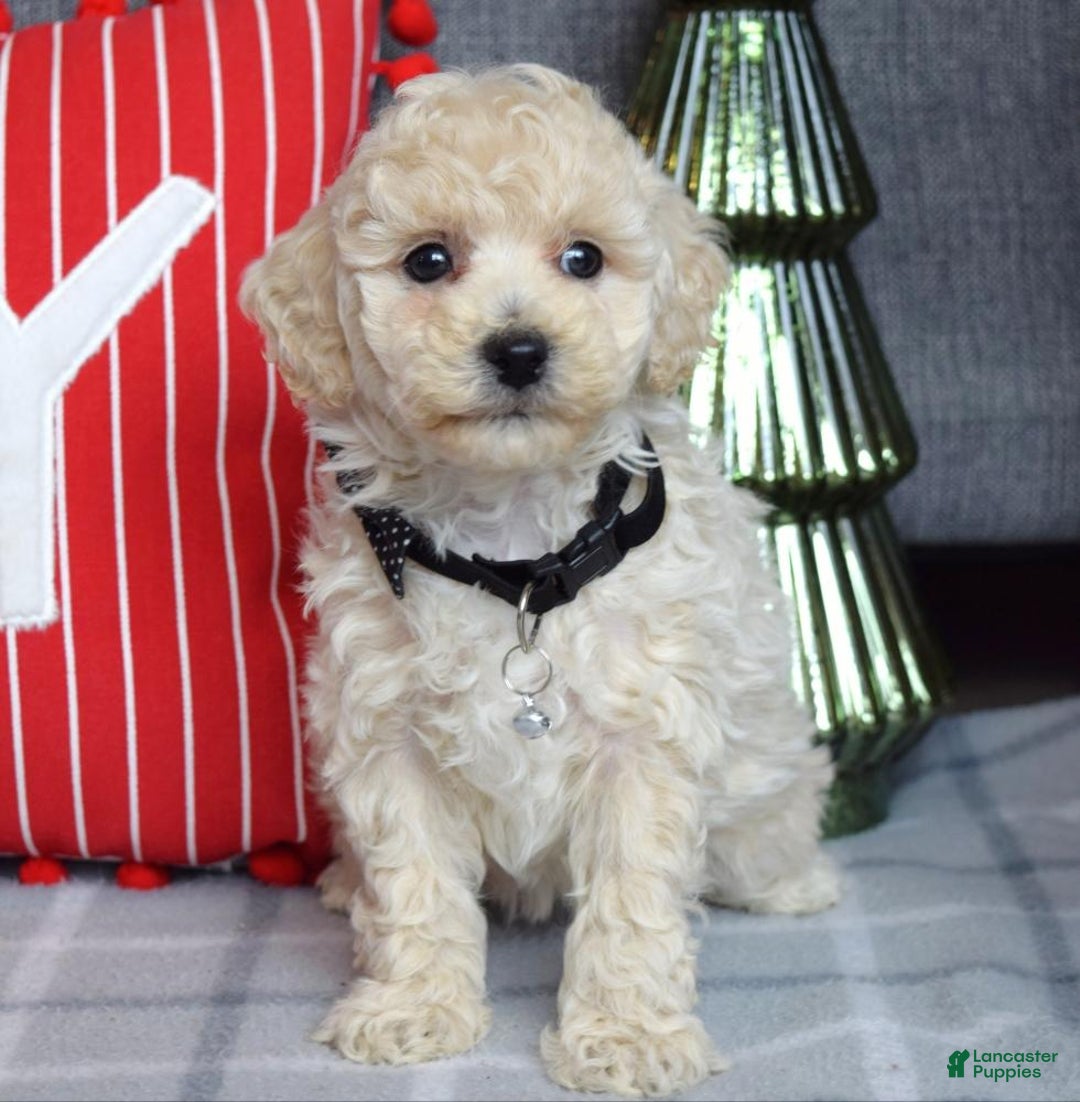 Miniature Poodle dogs for sale: Felix - Ad 7
