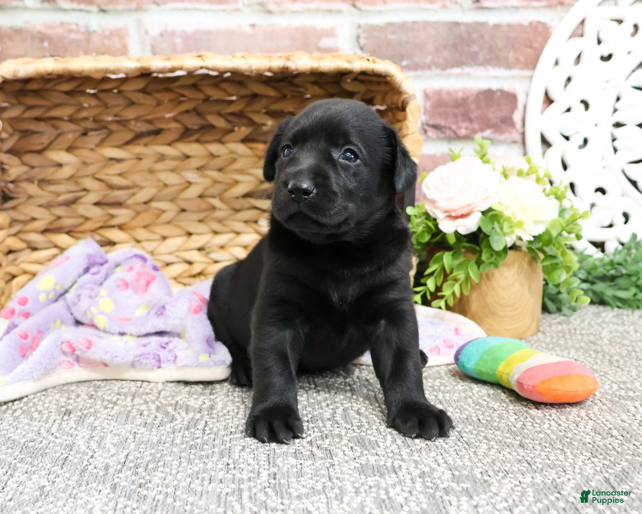 Labrador Retriever dogs Leah - Ad 13