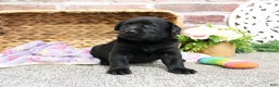 Labrador Retriever dogs for sale: Leah - Ad 1