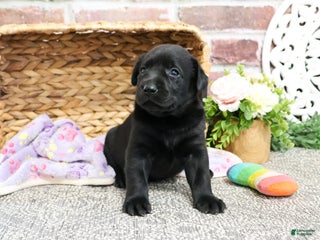 Labrador Retriever dogs Leah - Ad 31