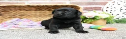Labrador Retriever dogs for sale: Leah - Ad 9