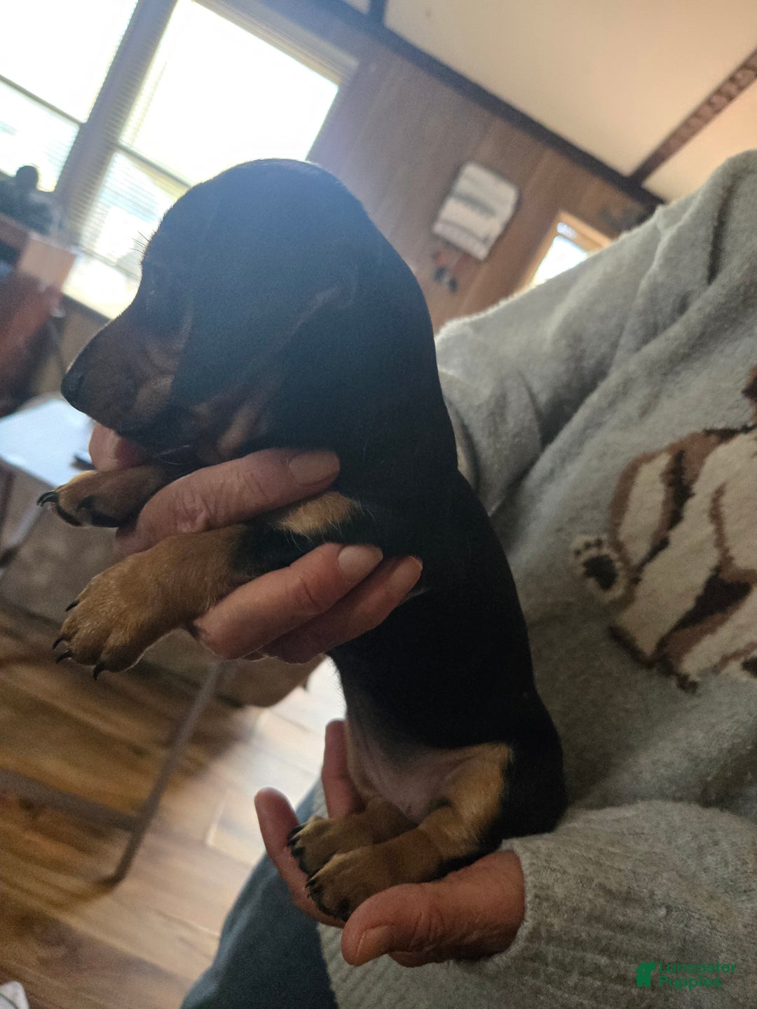 Dachshund dogs for sale: Dachshund Puppy 5 - Ad 1