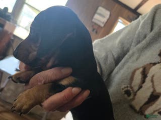Dachshund dogs Dachshund Puppy 5 - Ad 2
