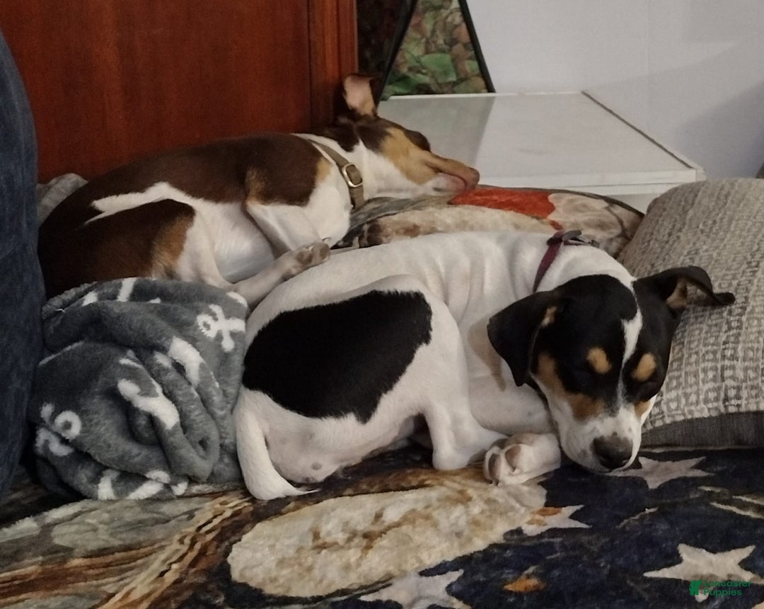 Gallery Image {{count}}