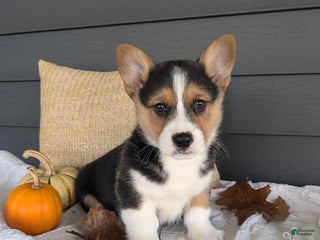 Welsh Corgi Pembroke dogs - Ad 10