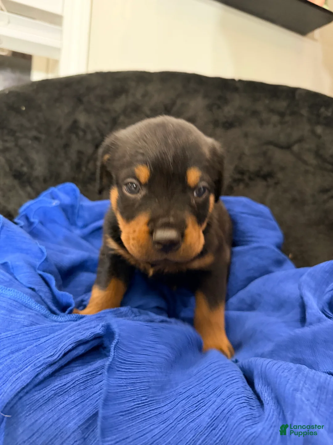 Rottweiler dogs for sale: Rottweiler Puppy 5 - Ad 6