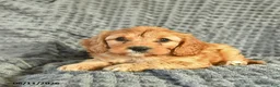 Cavapoo dogs for sale: Melody  - Ad 1