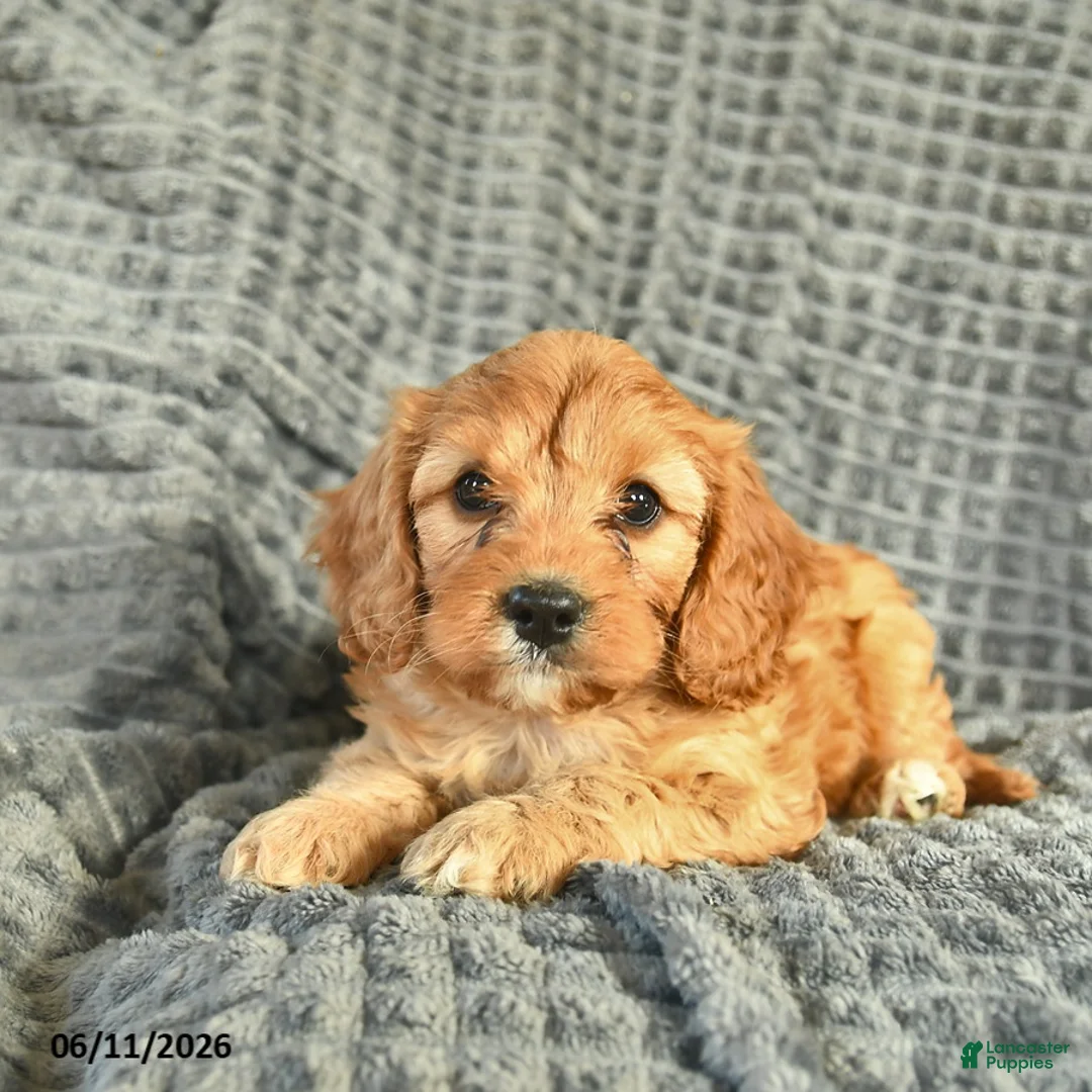 Cavapoo dogs for sale: Melody  - Ad 1