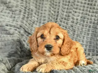 Cavapoo dogs for sale: Melody - Ad 3