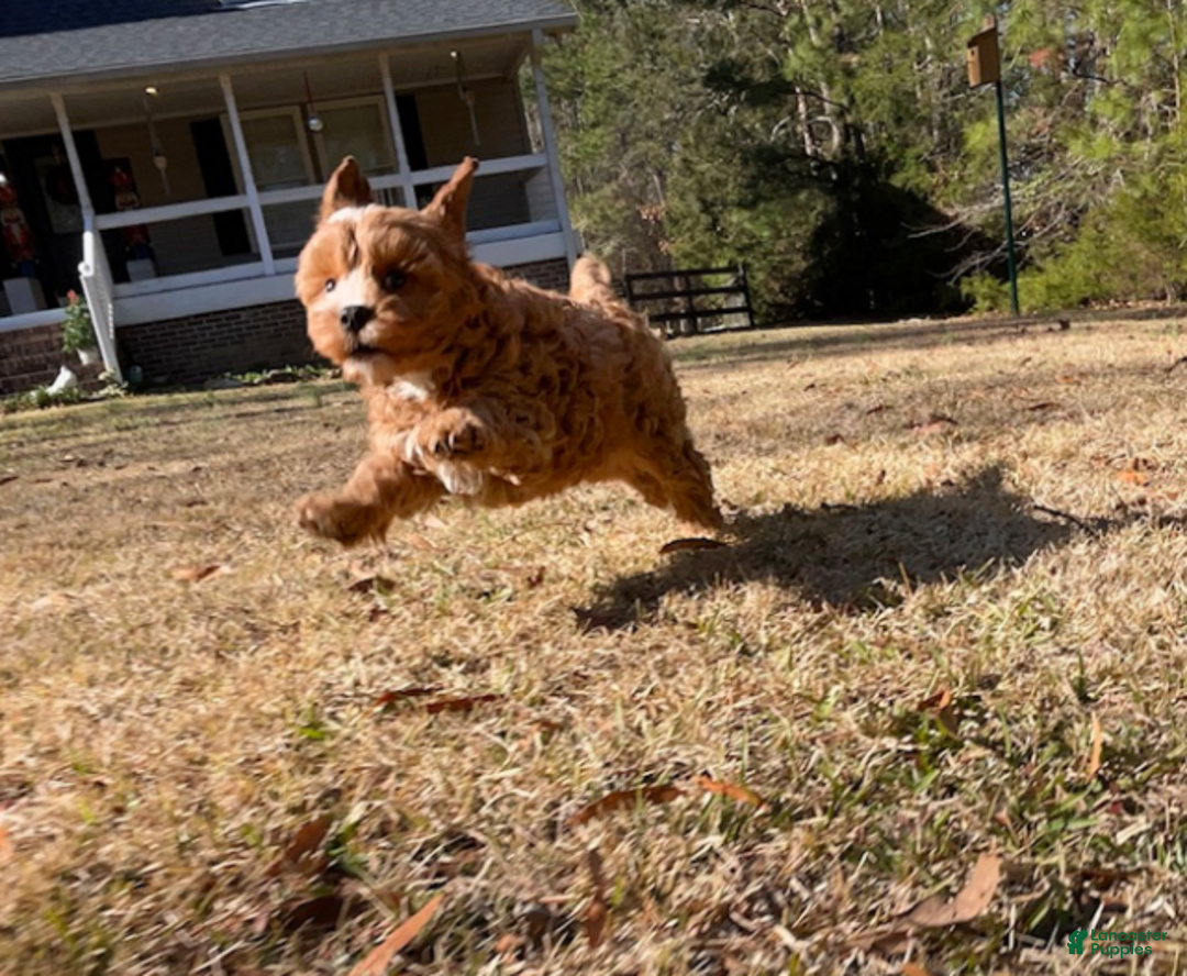 Cavapoo dogs for sale: Gigi  - Ad 3