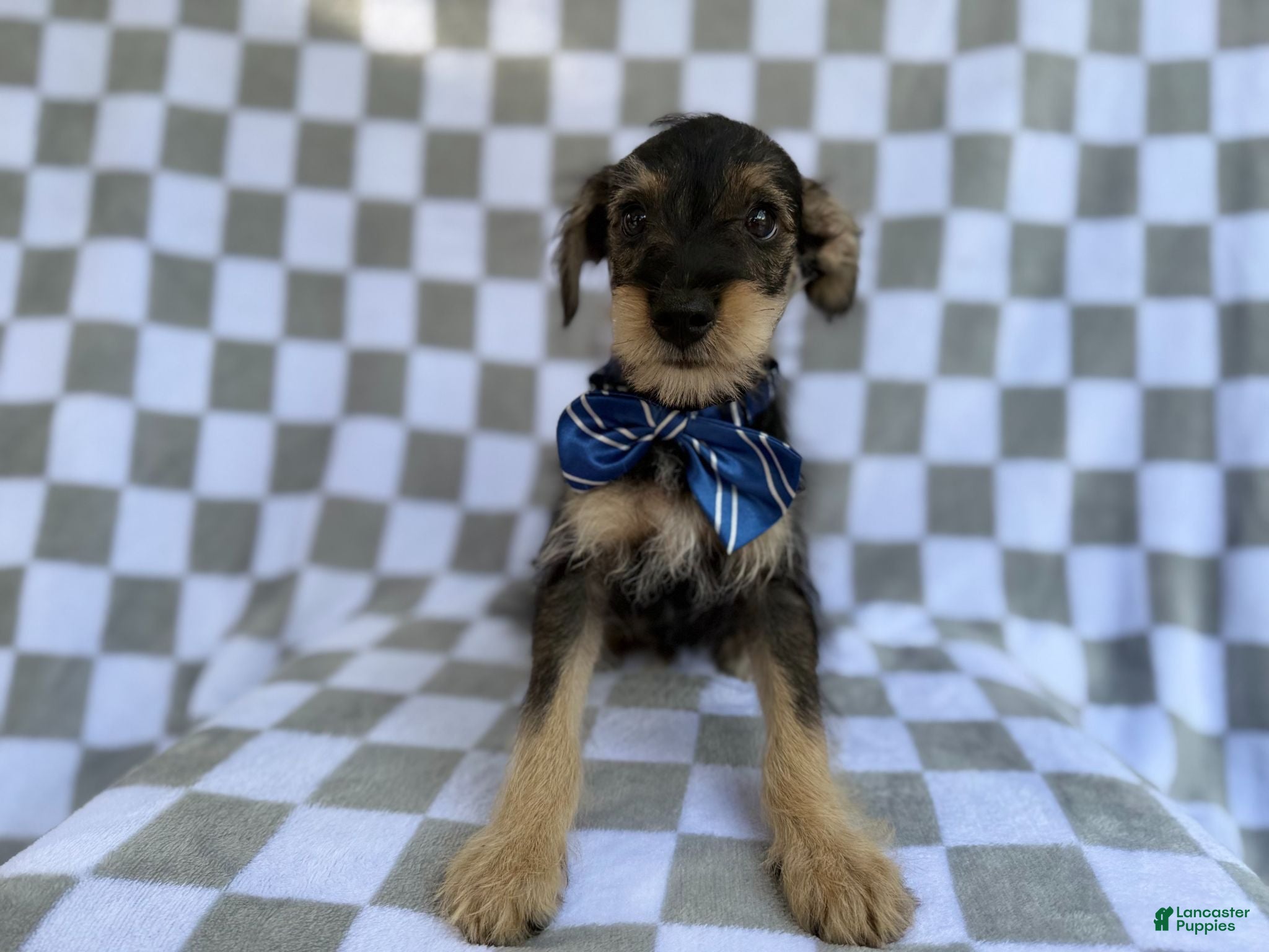 Miniature Schnauzer dogs Alex - Ad 2