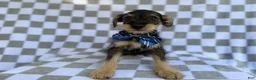Miniature Schnauzer dogs for sale: Alex - Ad 2