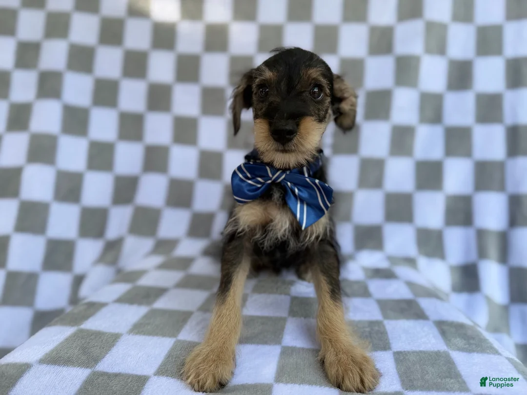 Miniature Schnauzer dogs for sale: Alex - Ad 2